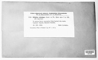 Flammulina velutipes image